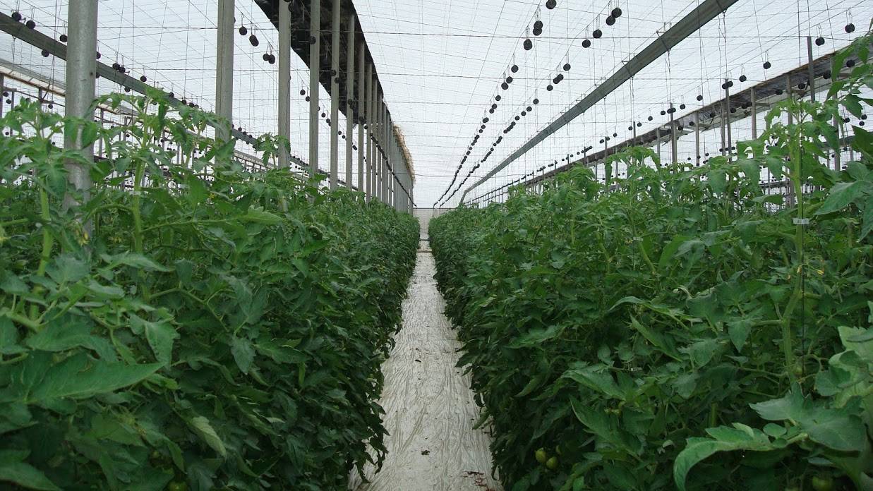 Cajamar, Análisis campaña de los invernaderos|Cajamar-costes en Almería|Cajamar-producción-rendimiento